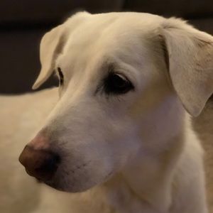 Meet your Posher, Cherie